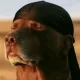 MrKratoz avatar