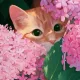 lilyesl avatar