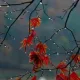 autumnmemories avatar