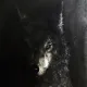 ShadowWolf avatar